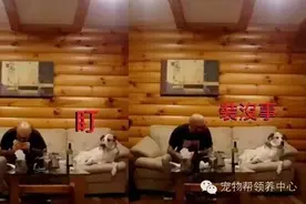 贪吃狗狗紧盯主人手中三明治，被发现后马上转头装矜持！图片