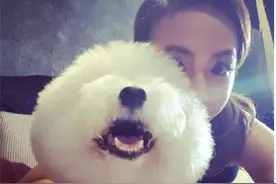 蔡依林教你如何更好的让我们的比熊美美的！图片