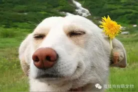 看你们笑的这么开心，我竟然也跟着笑了！图片