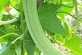 通乳祛风丝瓜络图片