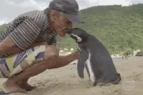 反鸡汤丨企鹅报恩原来另有隐情？！图片