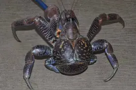 这种螃蟹不仅能爬树吃椰子，还能把你吓到不敢出门！图片