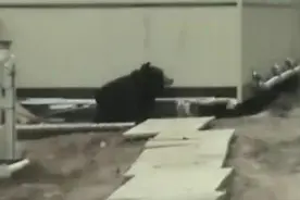 歪果仁真会玩 扮熊吓跑路人！图片