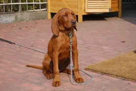 追踪罪犯气味220公里将其抓住的神犬：寻血猎犬纯种价值20万图片