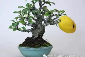 大上海与小盆景图片