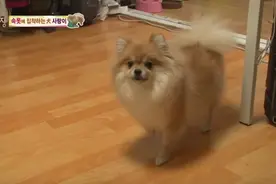 博美狗就是爱内裤！ 敢动它就变脸给你看图片