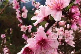 三明中村回瑶一大片桃花来袭，周末约起图片