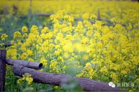 三月来新县，舞一曲春天的芭蕾图片