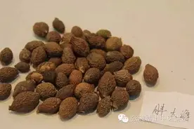 润喉化痰之胖大海图片