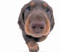 这只腊肠犬竟敢在狮子面前撒野，胆儿也是够肥的图片