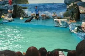 动物园海豹表演图片