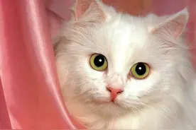 猫咪口吐白沫一定是中毒？主人别慌，原因还可能是这些！图片