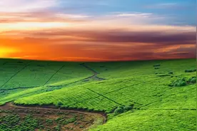 苦荞种植技术详析图片