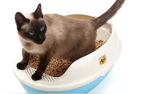 身为铲屎的，你知道不是所有的猫主子都会埋屎么？图片