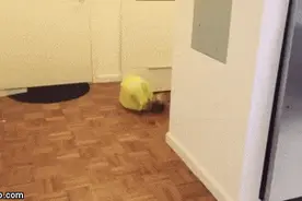 雪貂试图帮主人把垃圾拿出去，主人：你们都不认路图片