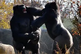 为争夺统治地位，两只大猩猩兄弟大打出手图片