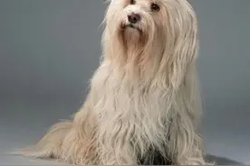 西藏除了身价百万的藏獒，竟还有这样温柔可爱的西藏梗图片