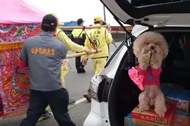 贵宾狗双手拜  白沙妈  站挺挺配上虔诚表情超可爱图片