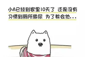 放大招一教会狗狗去厕所撒尿的神技巧！图片