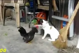 喵星人与公鸡激烈打斗锦集，都笑喷了图片