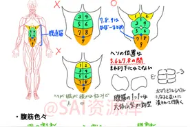动漫男性肌肉的绘制方法借鉴！图片