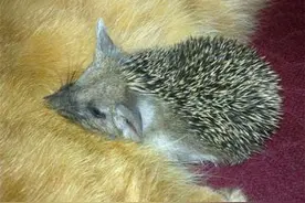 4只小刺蝟失去了妈妈，猫妈妈把它们叼回了家，接下来太感人了！图片