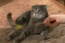 当折耳猫遇到逗猫棒，分分钟立起来给你看！图片