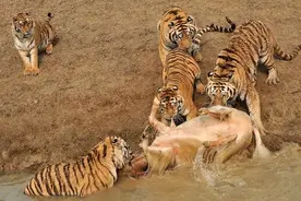 牦牛误入老虎地盘，惨遭老虎群围攻撕咬致死图片