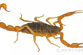 全蝎可治疗癫痫图片