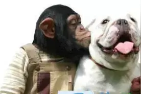小猩猩领着斗牛犬去玩滑板，不料成了狗狗的个人表演秀图片