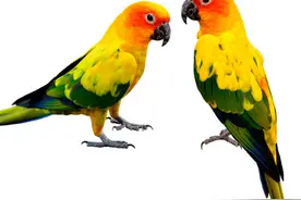 为什么鹦鹉会模仿人说话，怎么教它说话？图片