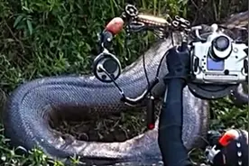 男子冒死水下拍摄亚马逊河巴西巨蟒，每个画面距离都近的惊恐！图片