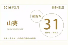 青芥末？可不是青色的芥末！图片