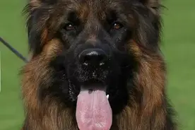 原创 长毛德牧之美图片