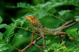 在高州，小时候我们抓过的“雷公狗”图片