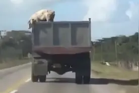 勇敢的猪成功逃亡是因为有同伴协助，幕后英雄才是真伟大！图片