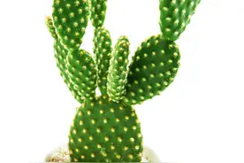 别的花卉养不活没关系，养一盆仙人掌也是极好的！图片