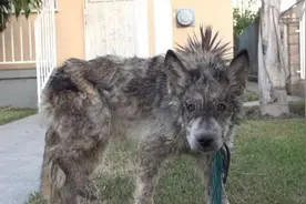 一生在流浪的狗狗被抓住后拼命挣扎，当志工抚摸它的反应让人流泪图片