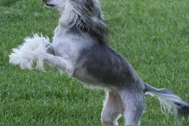 奇丑无比却贵的吓人，中华冠毛犬真值那么多钱？图片