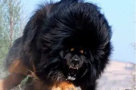 被獒贩子故意注射狂犬病毒最凶恶的藏獒：鬼獒，生下来就想咬同类图片