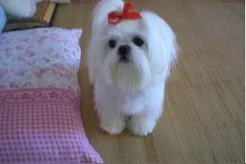 家里添一只臭美的狗狗也是醉了！图片