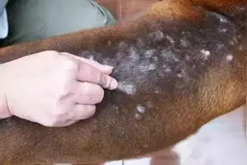 看哭了！“狗狗”宁愿被烫伤只为了......图片