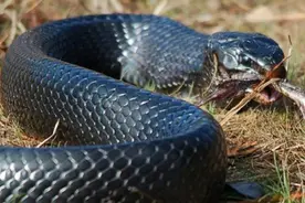 见所未见：原来蛇也会吃蛇图片