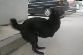 大娘收留被抛弃的两条腿小狗，耐心教它走路，现在它走得跟人一样图片