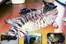 没有双手的小猫的励志生活，为你传递正能量图片