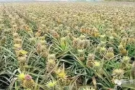 切凤梨时 顶花别扔！99%的人后悔太晚看到这个！ 组图图片