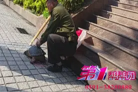 鳄龟充当“千年老龟”骗术图片