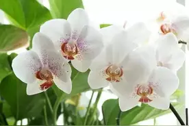 蝴蝶兰常见病虫害及防治技巧图片