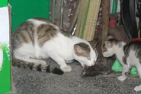 猫咪偶然发现松鼠宝宝竟叼着它向主人求救，救援故事就这样开始了图片