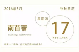 南苜蓿、草头、金花菜，上海人的至爱图片